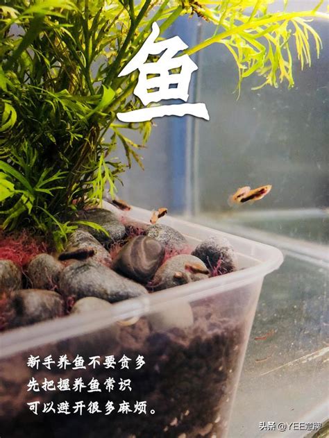 魚缸可以養多少魚